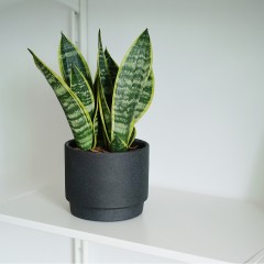 国产 金边虎皮兰绿植家居盆栽 耐阴沙漠植物