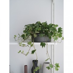 国产 常春藤北欧简约家居风攀爬植物爬藤类室内绿植