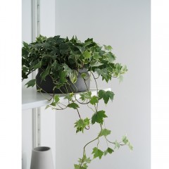 国产 常春藤北欧简约家居风攀爬植物爬藤类室内绿植