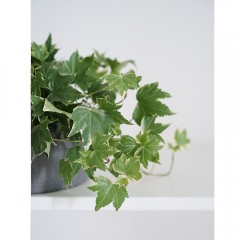 国产 常春藤北欧简约家居风攀爬植物爬藤类室内绿植