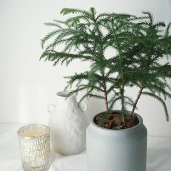 国产 南洋杉圣诞树绿植盆栽圣诞礼物载好