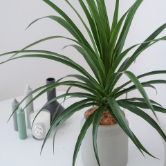 国产 龙血树桌面盆栽绿植盆栽