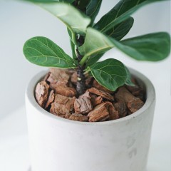 国产 琴叶榕盆栽办公室桌面植物观叶绿植琴叶榕苗