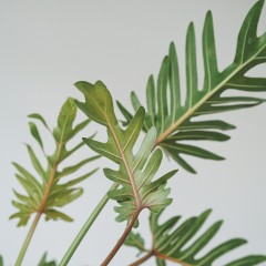 国产 小天使蔓绿绒仙羽 观叶绿植 水培盆栽 玻璃花瓶