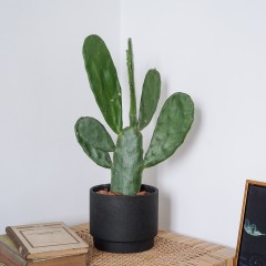 国产 墨西哥米邦塔可食用仙人掌绿植