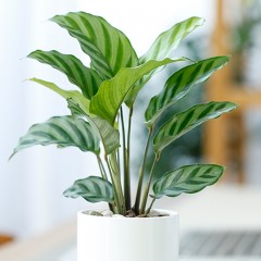 国产 植物盆栽发财树文竹富贵竹观音竹荷花兰铁海棠绿植 室内净化空气