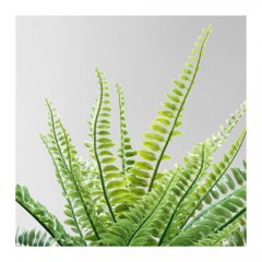 菲卡  人造盆栽植物 蕨类植物