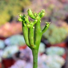 国产  多肉植物 光棍树 青绿珊瑚 神仙棒 龙骨树  状态好 绿透