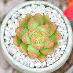 国产  黄丽多肉植物 办公室内盆栽肉肉植物花卉绿植迷你微盆景