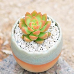 国产  黄丽多肉植物 办公室内盆栽肉肉植物花卉绿植迷你微盆景