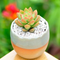 国产  黄丽多肉植物 办公室内盆栽肉肉植物花卉绿植迷你微盆景