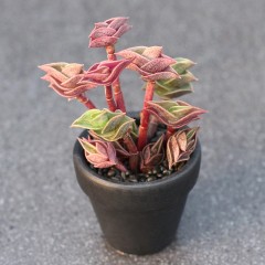 国产  一帆风顺 室内奇趣绿植花卉 防辐射幸运草旺财多肉植物