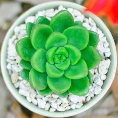 国产  青丽 迷你肉肉植物盆栽花卉办公室桌面绿植防辐射小盆景