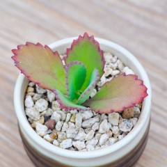 国产  宽叶不死鸟多肉植物盆栽大叶落地生根办公室防辐射绿植