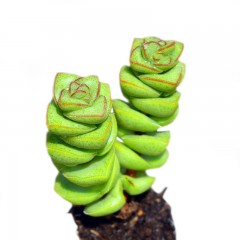 国产  多肉植物 舞乙女 钱串 肥大 5-6cm 防辐射 绿植花卉盆栽