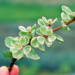 国产  多肉植物 雅乐之舞 金枝玉叶 防辐射办公室绿植花卉盆栽