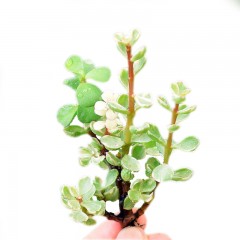 国产  多肉植物 雅乐之舞 金枝玉叶 防辐射办公室绿植花卉盆栽