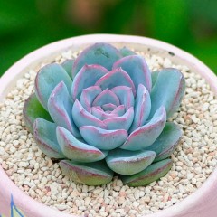 国产 多肉植物红边月影办公室桌面组合盆栽迷你肉肉植物花卉绿植小盆景