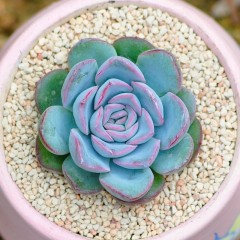 国产 多肉植物红边月影办公室桌面组合盆栽迷你肉肉植物花卉绿植小盆景