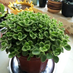 国产 碰碰香多肉老桩绿植物薄荷叶新鲜一摸食用驱蚊草室内盆栽