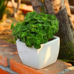 国产 碰碰香多肉老桩绿植物薄荷叶新鲜一摸食用驱蚊草室内盆栽