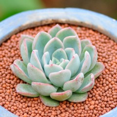 国产 多肉植物防辐射肉肉植物盆栽办公室内花卉绿植