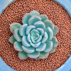 国产 多肉植物防辐射肉肉植物盆栽办公室内花卉绿植