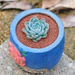 国产 多肉植物防辐射肉肉植物盆栽办公室内花卉绿植