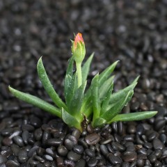 国产 植物员外 照波多肉植物 办公室内桌面小绿植开花趣味小盆栽萌肉肉