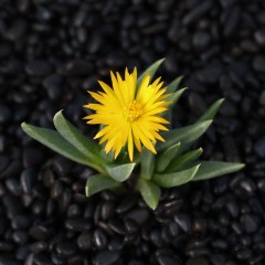 国产 植物员外 照波多肉植物 办公室内桌面小绿植开花趣味小盆栽萌肉肉