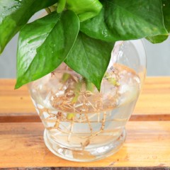 国产 水培绿萝 养护简单盆栽花卉绿植园艺水培植物办公桌面成都金叶子