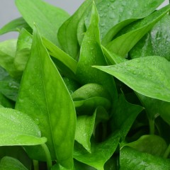国产 水培绿萝 养护简单盆栽花卉绿植园艺水培植物办公桌面成都金叶子