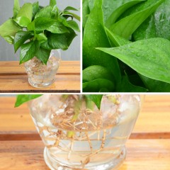 国产 水培绿萝 养护简单盆栽花卉绿植园艺水培植物办公桌面成都金叶子