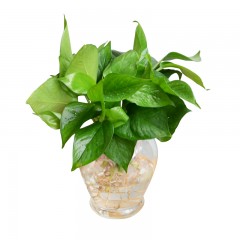 国产 水培绿萝 养护简单盆栽花卉绿植园艺水培植物办公桌面成都金叶子