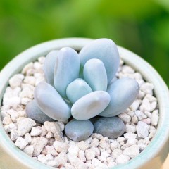 国产 多肉植物组合盆栽星美人办公室内防辐射绿植小盆栽花卉绿植