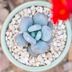 国产 多肉植物组合盆栽星美人办公室内防辐射绿植小盆栽花卉绿植