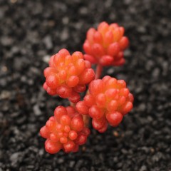 国产 多肉植物盆栽 办公室绿植 肉肉 景天 全状态 小老桩 红色浆果