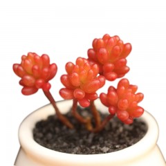 国产 多肉植物盆栽 办公室绿植 肉肉 景天 全状态 小老桩 红色浆果