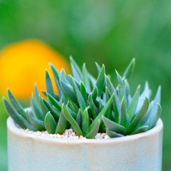 国产 定一花木 黄花照波多肉植物室内盆栽 迷你绿植花卉桌面阳台小盆景