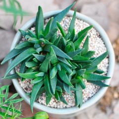 国产 定一花木 黄花照波多肉植物室内盆栽 迷你绿植花卉桌面阳台小盆景