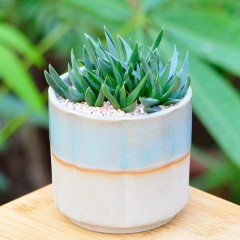 国产 定一花木 黄花照波多肉植物室内盆栽 迷你绿植花卉桌面阳台小盆景