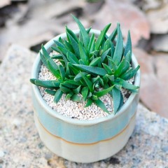 国产 定一花木 黄花照波多肉植物室内盆栽 迷你绿植花卉桌面阳台小盆景