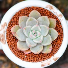 国产 多肉植物组合盆栽 红粉佳人 精品露养办公室盆栽肉肉植物花卉绿植