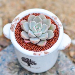 国产 多肉植物组合盆栽 红粉佳人 精品露养办公室盆栽肉肉植物花卉绿植