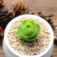 国产 山地玫瑰花多肉植物群生肉肉绿植花卉办公室小盆栽