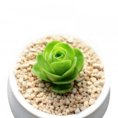 国产 山地玫瑰花多肉植物群生肉肉绿植花卉办公室小盆栽