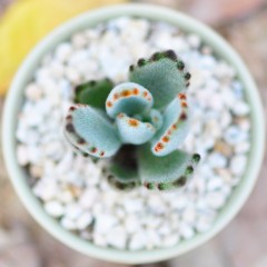 国产 多肉植物盆栽 月兔耳 办公室桌面防辐射肉肉植物组合盆栽花卉绿植