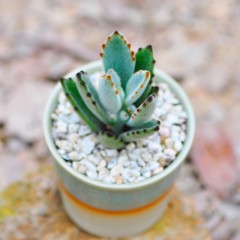 国产 多肉植物盆栽 月兔耳 办公室桌面防辐射肉肉植物组合盆栽花卉绿植