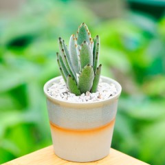 国产 多肉植物盆栽 月兔耳 办公室桌面防辐射肉肉植物组合盆栽花卉绿植