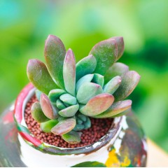 国产 多肉植物 红稚莲 办公室净化空气花卉绿植盆栽 肉肉植物